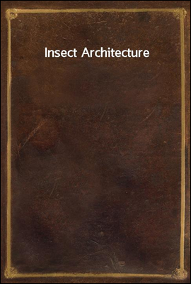 Insect Architecture